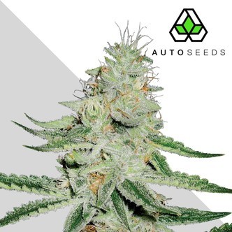Dreamberry (Auto Seeds) feminiserade