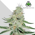 Dreamberry (Auto Seeds) Feminiserade