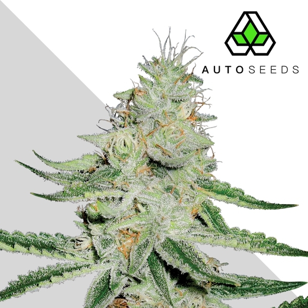 Dreamberry (Auto Seeds) Feminiserade