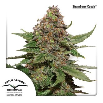 Strawberry Cough (Dutch Passion) feminiserade cannabisfr&ouml;n