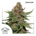 Strawberry Cough (Dutch Passion) Feminiserade