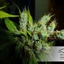 Strawberry Cough (Dutch Passion) Feminiserade