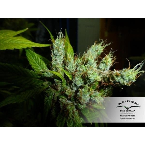 Strawberry Cough (Dutch Passion) Feminiserade