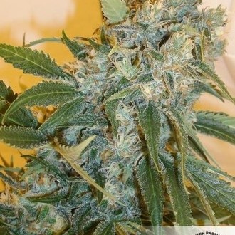 Strawberry Cough (Dutch Passion) Feminiserade