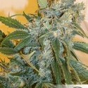Strawberry Cough (Dutch Passion) Feminiserade