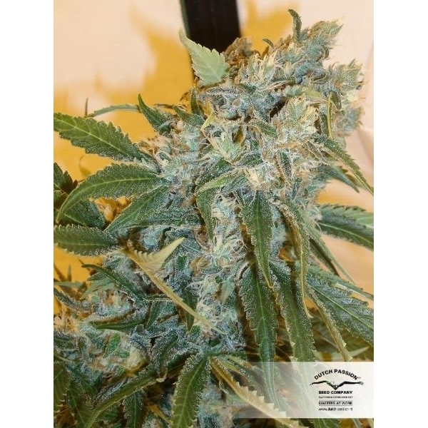 Strawberry Cough (Dutch Passion) Feminiserade