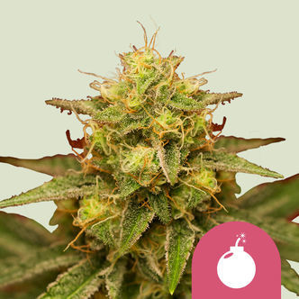 Royal Domina (Royal Queen Seeds) feminiserade