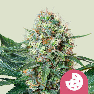 Royal Cookies (Royal Queen Seeds) Feminiserade