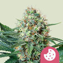 Royal Cookies (Royal Queen Seeds) Feminiserade