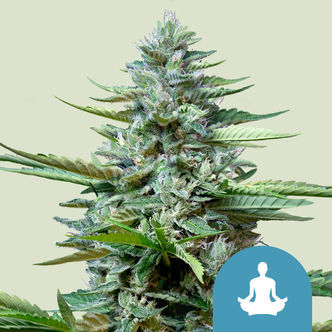 Stress Killer Automatic (Royal Queen Seeds) feminiserade