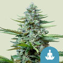 Stress Killer Autoflower (Royal Queen Seeds) Feminiserade