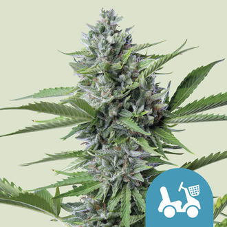 Fast Eddy Autoflower (Royal Queen Seeds) Feminiserade