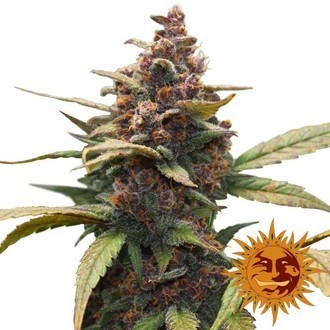 Ayahuasca Purple (Barney's Farm) Feminiserade