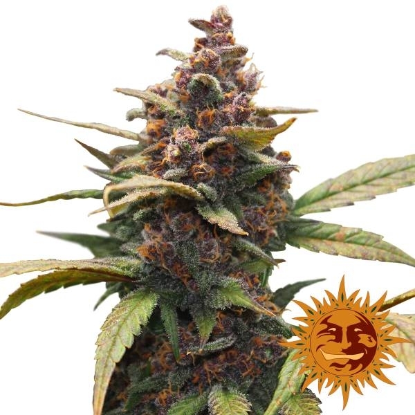 Ayahuasca Purple (Barney's Farm) Feminiserade