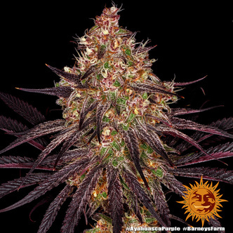 Ayahuasca Purple (Barney's Farm) feminiserade cannabisfr&ouml;n