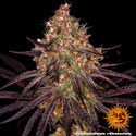 Ayahuasca Purple (Barney's Farm) Feminiserade