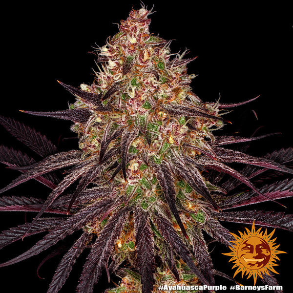Ayahuasca Purple (Barney's Farm) Feminiserade