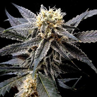 Strawberry Banana (DNA Genetics) Feminiserade
