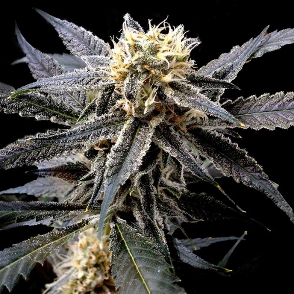 Strawberry Banana (DNA Genetics) Feminiserade