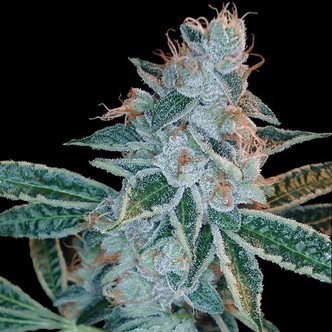 Lemon OG Kush (DNA Genetics) feminiserade cannabisfr&ouml;n