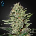 Exodus Cheese Autoflower (Greenhouse Seeds) Feminiserade