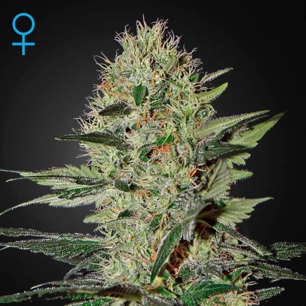 Exodus Cheese Autoflower (Greenhouse Seeds) Feminiserade