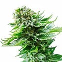 Northern Lights Autoflower (White Label) Feminiserade