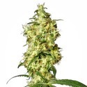 White Widow Autoflower (White Label) Feminiserade