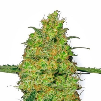 Master Kush (White Label) Feminiserade