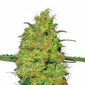 Master Kush (White Label) Feminiserade