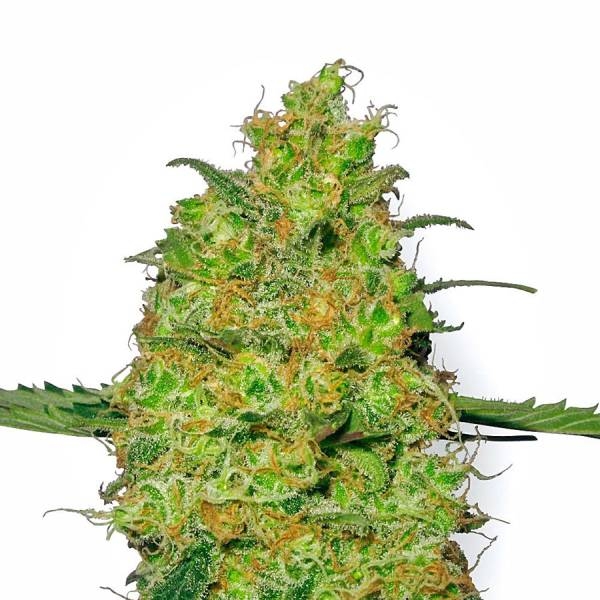 Master Kush (White Label) Feminiserade