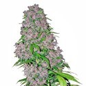 Purple Bud (White Label) Feminiserade
