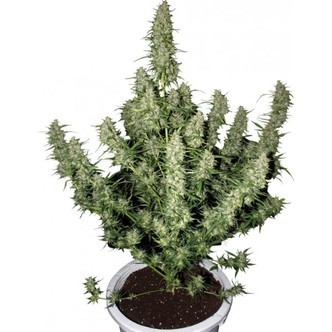 Magnum (Buddha Seeds) feminiserade