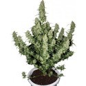 Magnum (Buddha Seeds) Feminiserade