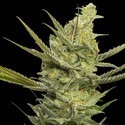 Gipsy Haze (Eva Seeds) Feminiserade