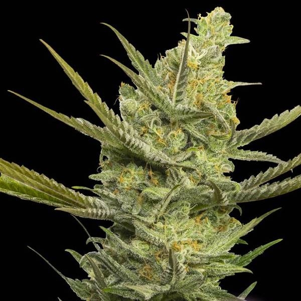 Gipsy Haze (Eva Seeds) Feminiserade