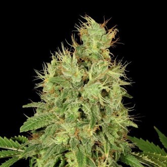 CBD-Chronic (Serious Seeds) Feminiserade