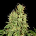 CBD-Chronic (Serious Seeds) Feminiserade