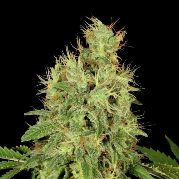 CBD-Chronic (Serious Seeds) Feminiserade