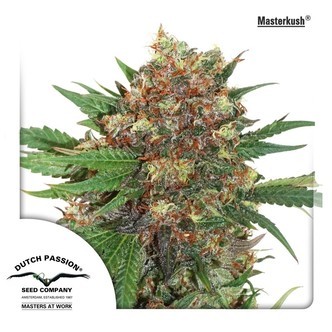 Master Kush (Dutch Passion) feminiserade cannabisfr&ouml;n