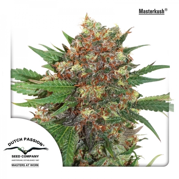 Master Kush (Dutch Passion) Feminiserade