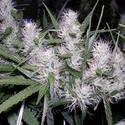 Master Kush (Dutch Passion) Feminiserade