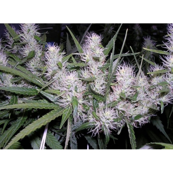 Master Kush (Dutch Passion) Feminiserade