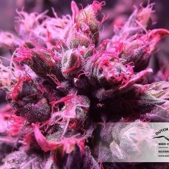 Master Kush (Dutch Passion) Feminiserade