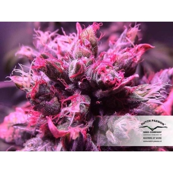 Master Kush (Dutch Passion) Feminiserade