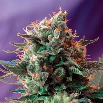 Jack 47 &ndash; F1 Fast Version (Sweet Seeds) feminiserade cannabisfr&ouml;n