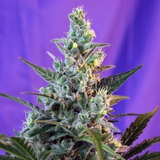 Sweet Skunk &ndash; F1 snabb version (Sweet Seeds) Feminiserade