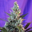 Sweet Skunk – F1 snabb version (Sweet Seeds) Feminiserade