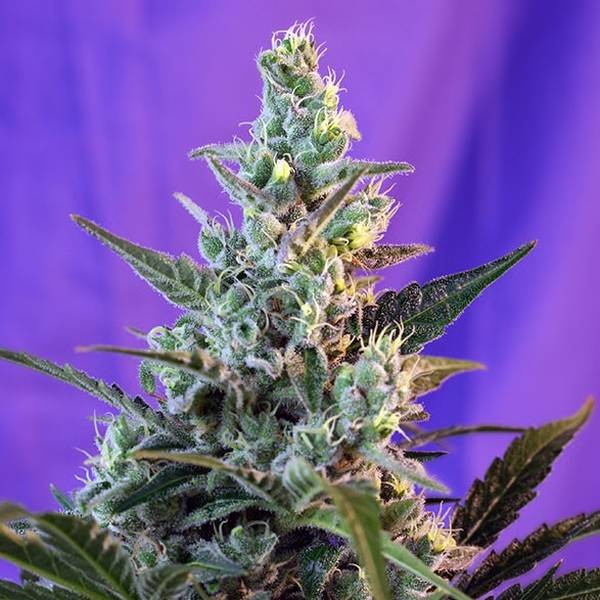 Sweet Skunk – F1 snabb version (Sweet Seeds) Feminiserade