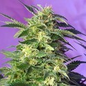 Killer Kush Auto (Sweet Seeds) Feminiserade